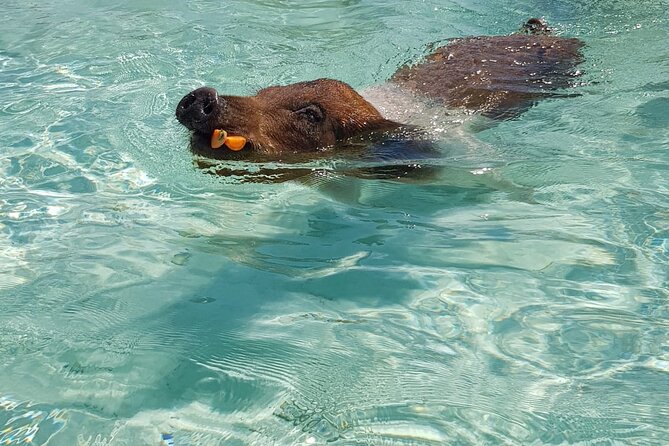 Honor Roll Private Bahamas Boat Charter - Green Cay turtle watching from the boat