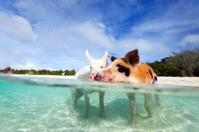 Nas: 3 islands Tour ,snorkel, Turtles, pigs and lunch - Key points at a glance