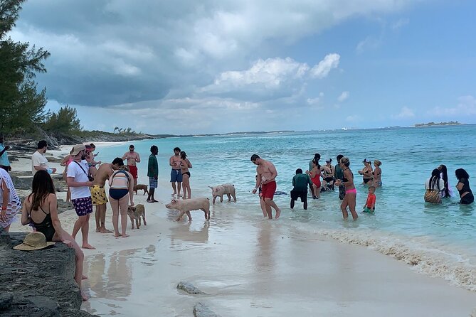 Nas: 3 islands Tour ,snorkel, Turtles, pigs and lunch - Green Turtle Cay and the snorkeling stop