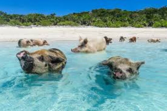 Nas: 3 islands Tour ,snorkel, Turtles, pigs and lunch - Timing, meeting point, and the details that matter