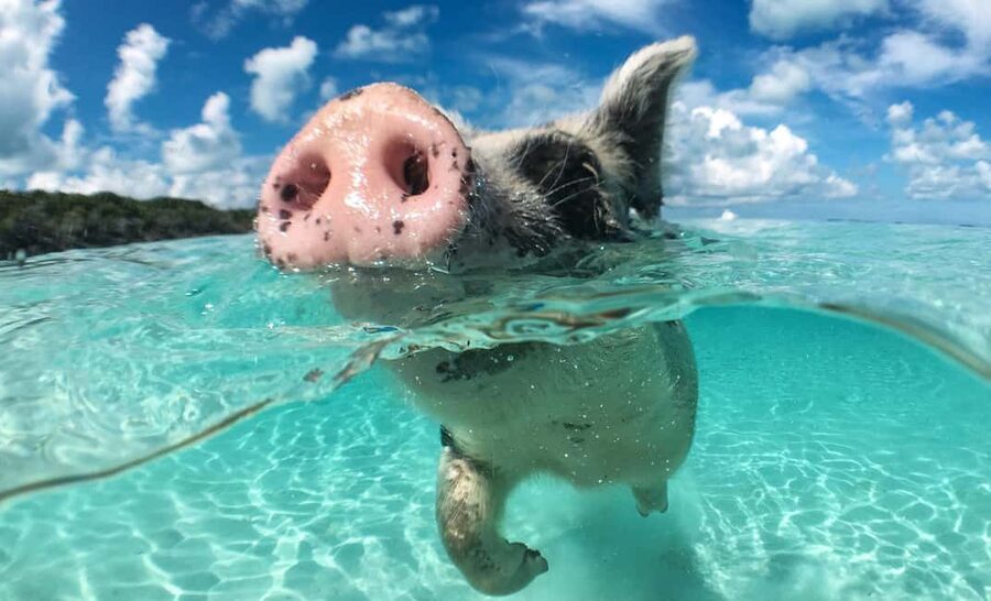 Nassau: 3-Island Snorkel Tour with Pigs, Beach Club, & Lunch - A four-hour Nassau outing with a lot packed in