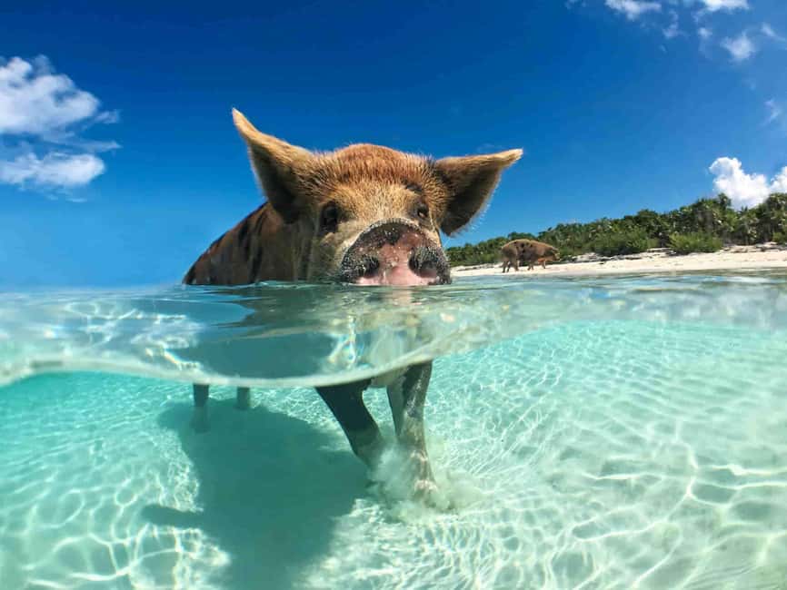 Nassau: 3-Island Snorkel Tour with Pigs, Beach Club, & Lunch - Green Cay: the strongest stop for snorkeling