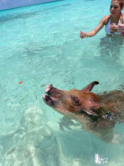 Nassau: 3 Islands Boat w/ Swimming Pigs, Snorkeling & Turtle - Practical details that make the day easier