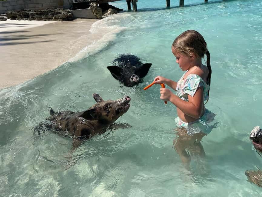 Nassau: 3 Islands Boat w/ Swimming Pigs, Snorkeling & Turtle - The real appeal: four Bahamian experiences in three hours