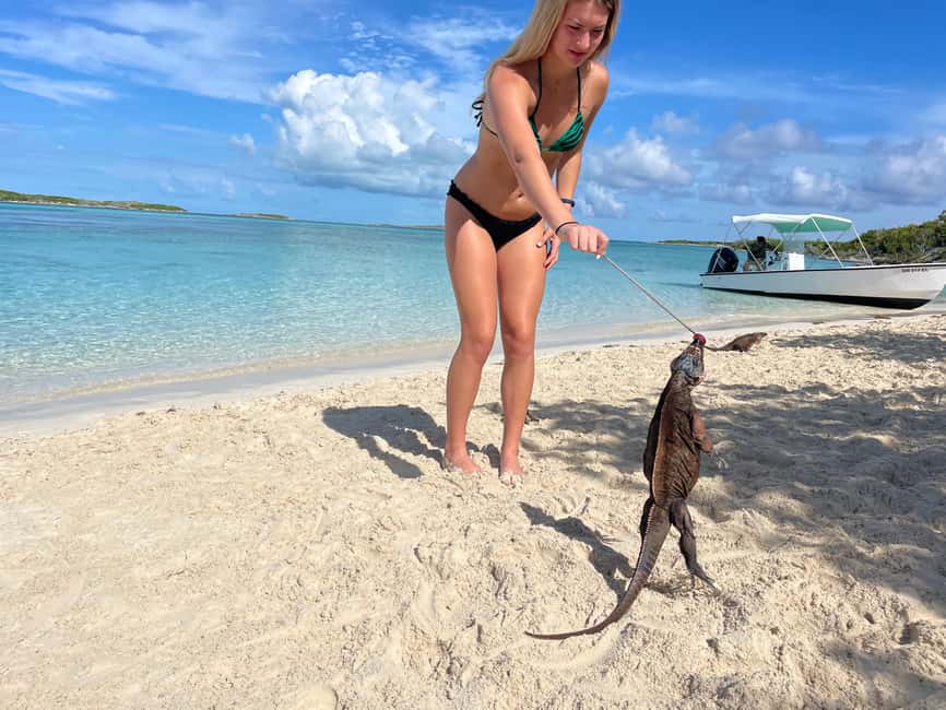 Nassau: 3 Islands Boat w/ Swimming Pigs, Snorkeling & Turtle - Green Cay: turtle watching from the boat