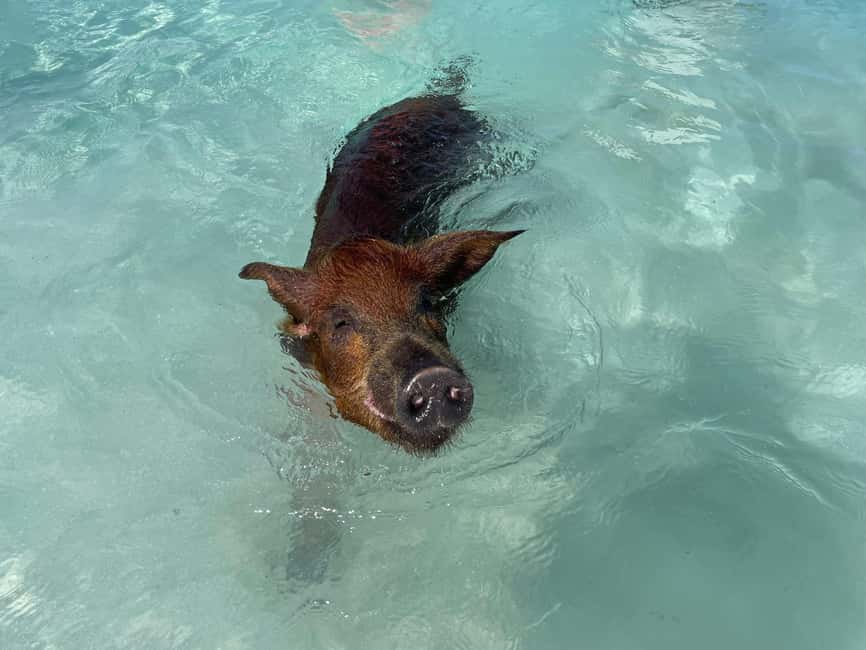 Nassau: 3 Islands Boat w/ Swimming Pigs, Snorkeling & Turtle - What the $175 price really covers