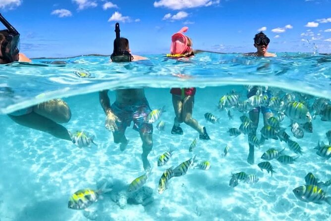 Nassau: 3 islands Pigs,Turtles,Snorkel & Beach Club with lunch - Key points before you book