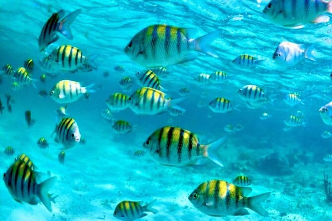 Nassau: 3 islands Pigs,Turtles,Snorkel & Beach Club with lunch - Pearl Island reef snorkeling