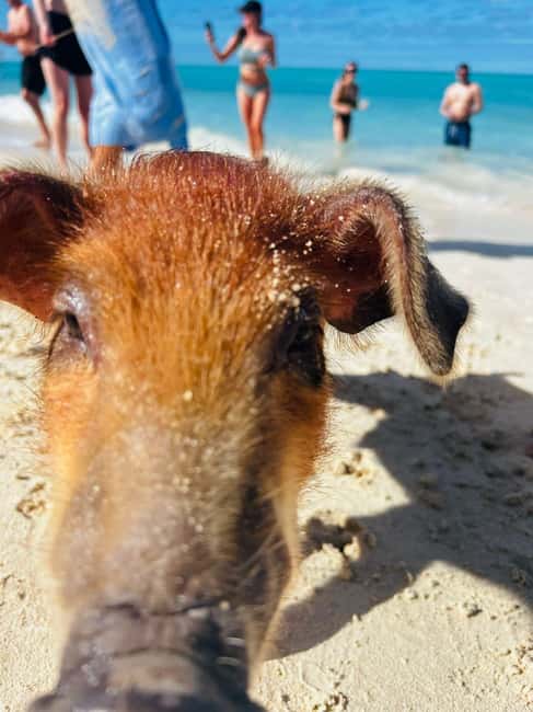 Nassau: 3 Islands Tour, Snorkel, Pig Beach, Turtles & Lunch - Key points at a glance