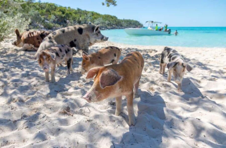 Nassau: 3 Islands Tour, Snorkel, Pig Beach, Turtles & Lunch - Who should book this half-day outing