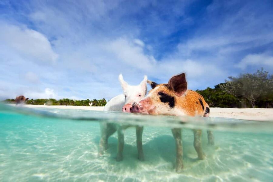 Nassau: 3 Islands Tour, Snorkel, Pig Beach, Turtles & Lunch - Why this Nassau tour packs in so much
