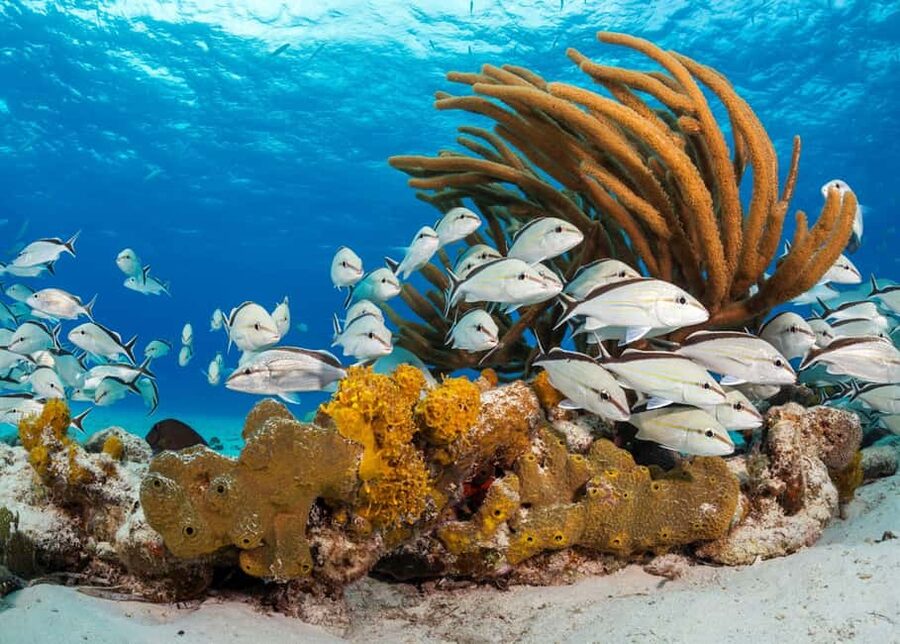 Nassau: 3 Islands Tour, Snorkel, Pig Beach, Turtles & Lunch - Athol Island and the boat views