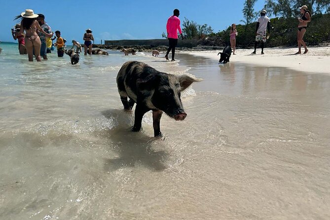 Nassau 3-stops: Snorkeling, Swimming Pigs, Turtles & Lunch - Setting sail from Montagu Beach at 9:30