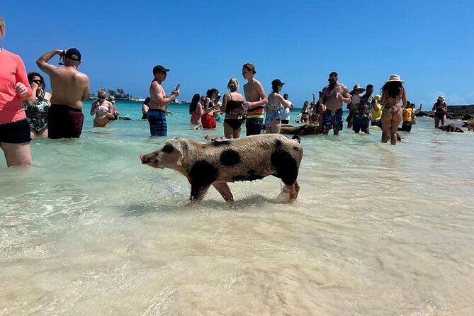 Nassau 3-stops: Snorkeling, Swimming Pigs, Turtles & Lunch - Pearl Island and the first reef stop