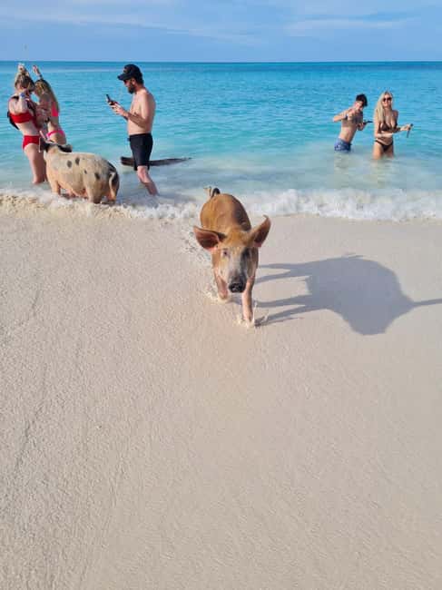 Nassau ATV & Swimming Pigs Tour - Nassau history at the forts and Queen’s Staircase