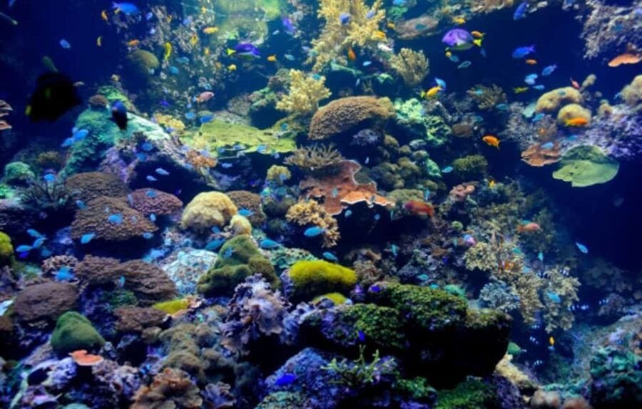 Nassau: Catamaran Sail and Snorkel Tour - Why this Nassau catamaran trip works