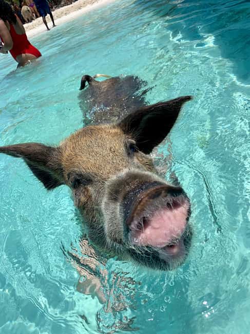 Nassau: Discover Exuma Island Hopping and Swimming Pigs Tour - From Paradise Island to the Exuma Cays