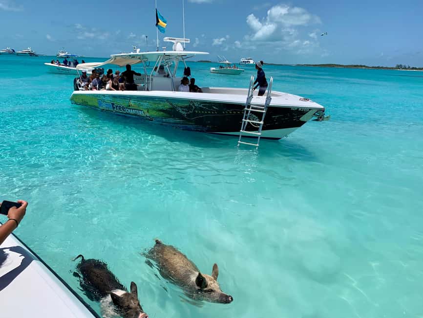 Nassau: Discover Exuma Island Hopping and Swimming Pigs Tour - Nurse sharks beneath the Compass Cay docks