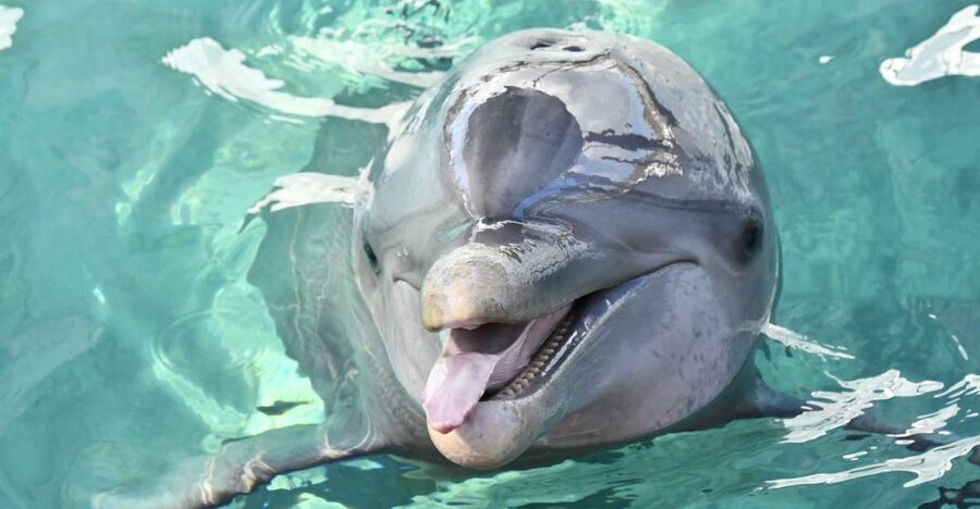 Nassau: Half-Day Guided Cay Cruise, Sea Life Watch & Snorkel - A small boat and four very different cays