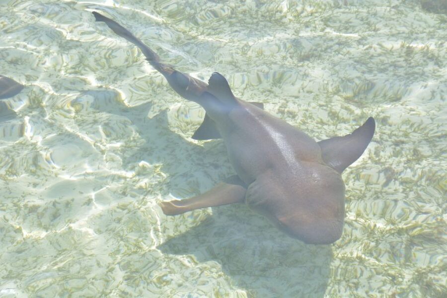 Nassau: Half-Day Guided Cay Cruise, Sea Life Watch & Snorkel - Rose Island: the quiet finish