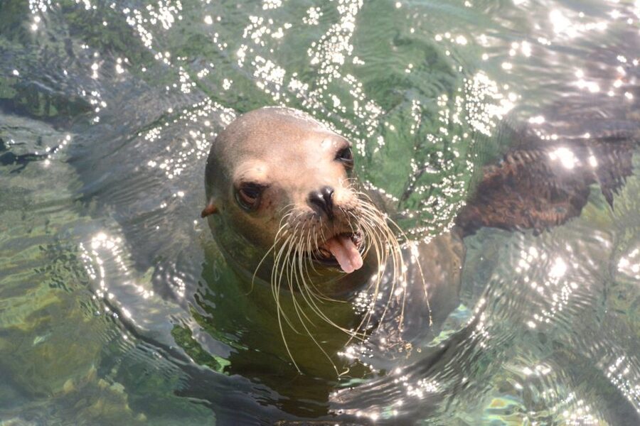 Nassau: Half-Day Guided Cay Cruise, Sea Life Watch & Snorkel - What the guides add to the day