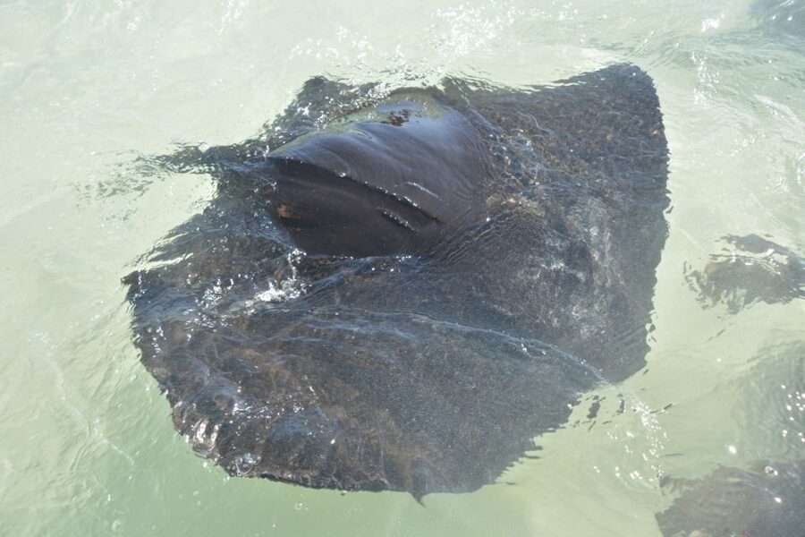Nassau: Half-Day Guided Cay Cruise, Sea Life Watch & Snorkel - Blue Lagoon Island: scenery, dolphins, and sea lions