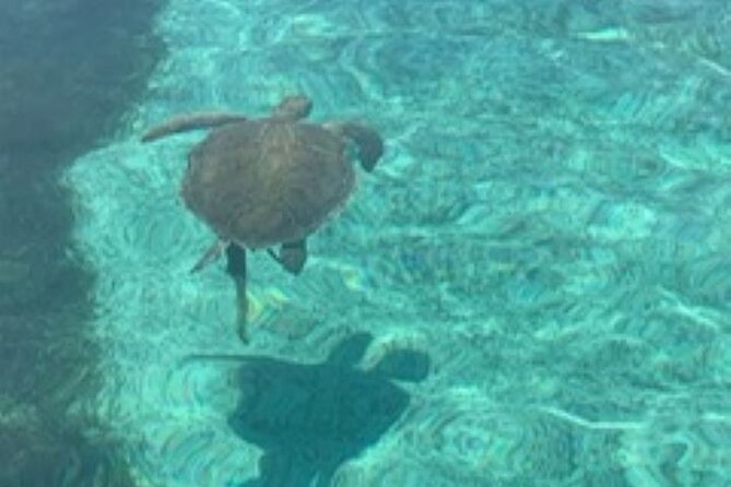 Nassau: Half Day Reef Snorkeling, Turtles & Swimming Pigs - Reef snorkeling for an active half-day