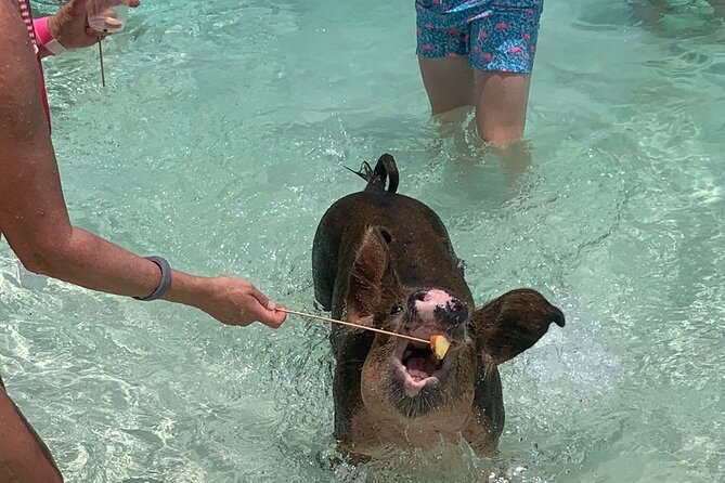 Nassau: Half Day Reef Snorkeling, Turtles & Swimming Pigs - Starting at Margaritaville Bahamas on Paradise Island