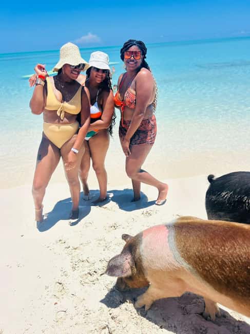 Nassau: Half-Day Swimming Pigs, Reef Snorkel & Beach Club - The Pig Encounter, With Expectations Set Correctly