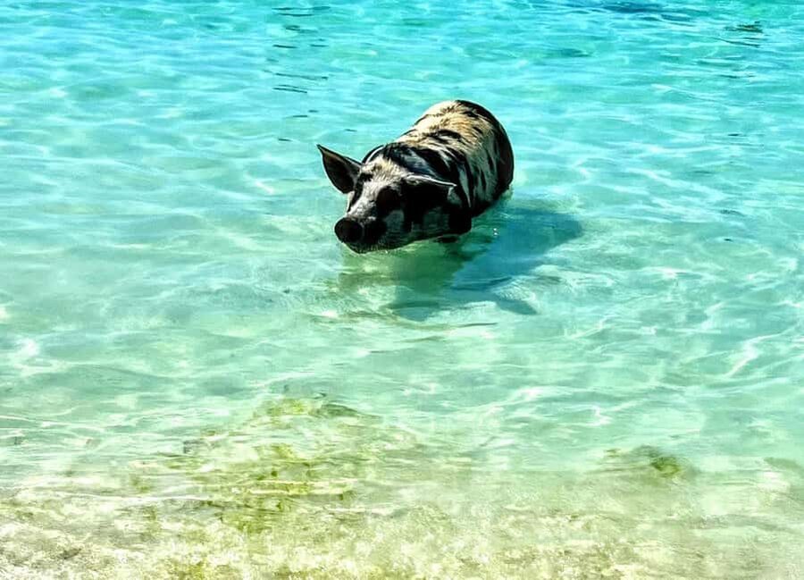 Nassau: Island Hopping Boat Trip with Lunch & Drinks - Pearl Island snorkeling: a good start, with a catch