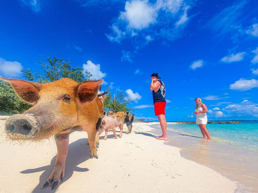 Nassau: Pigs Beach Trip by Boat with Swimming and Feeding - Nassau to Athol Island by boat