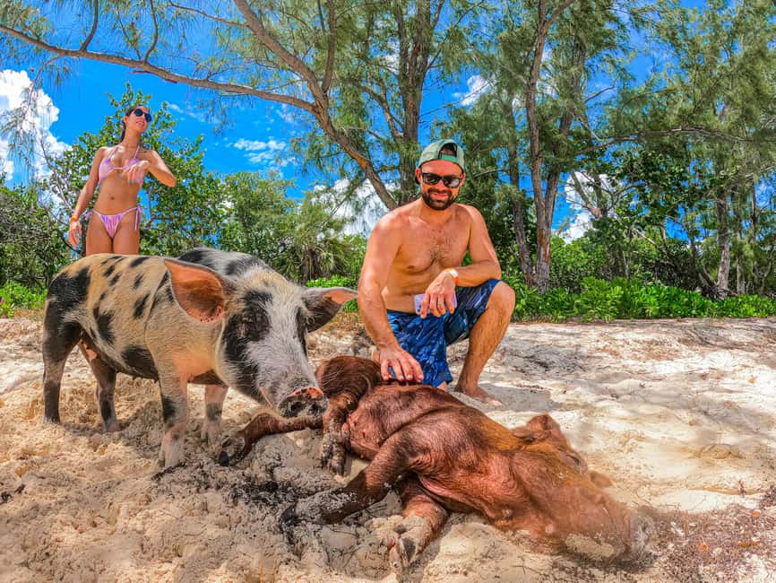 Nassau: Pigs Beach Trip by Boat with Swimming and Feeding - Is $79 good value?
