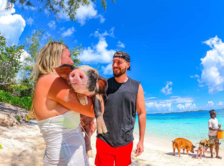 Nassau: Pigs Beach Trip by Boat with Swimming and Feeding - Should you book the SunCay Pig Beach trip?