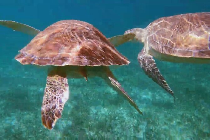 Nassau: Private Island & Snorkeling, Turtles, Drinks, & BBQ - What lunch and drinks are really like