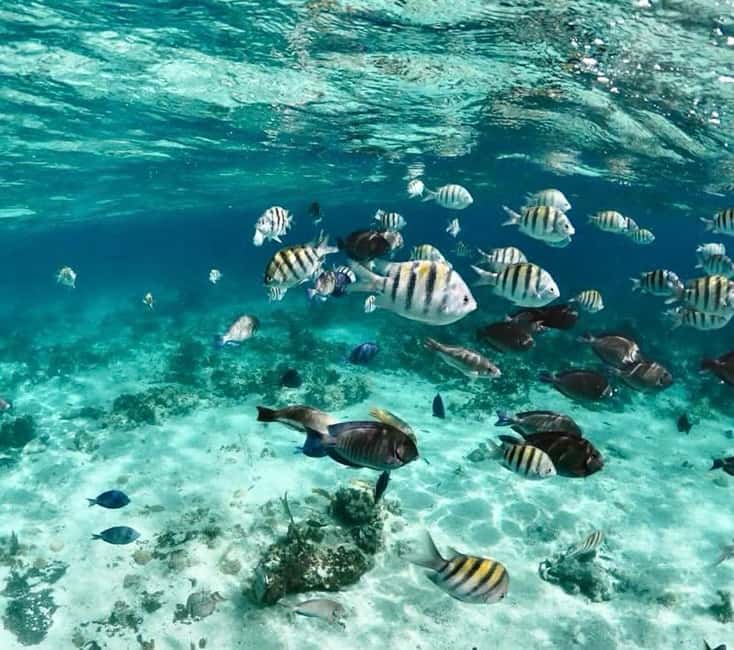 Nassau: Reef Snorkeling, Turtles, Lunch & Private Beach Club - Is $128 a fair price?