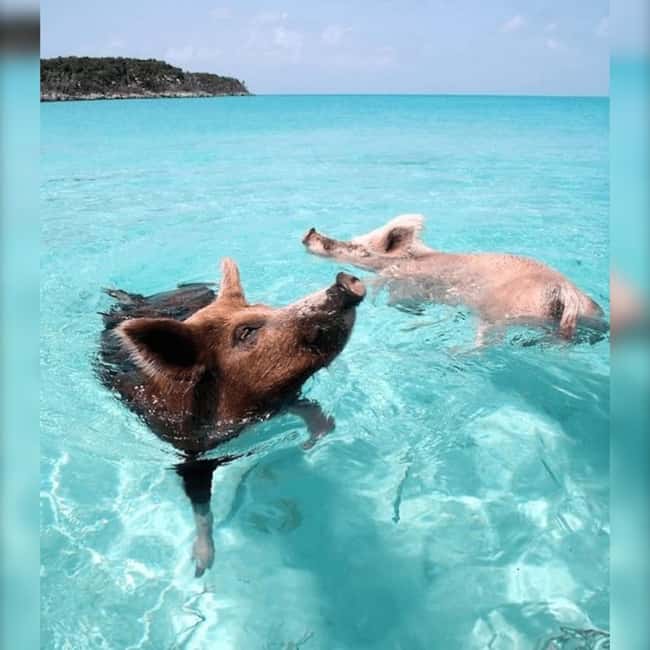 Nassau: Rose 3-Island Tour with Snorkeling and Lunch - Key points at a glance