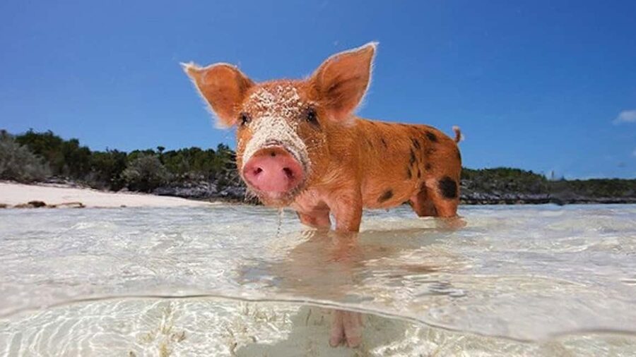 Nassau: Rose 3-Island Tour with Snorkeling and Lunch - Athol Island and the swimming pigs
