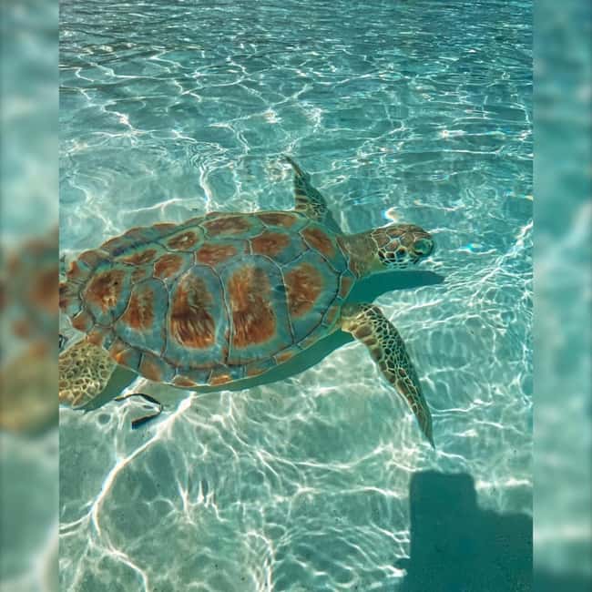 Nassau: Rose 3-Island Tour with Snorkeling and Lunch - Rose Island is the day’s long pause
