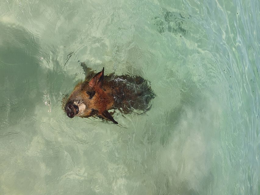 Nassau: Rose Island Swimming Pigs & Turtles Snorkeling Tour - Practical details that make the day easier