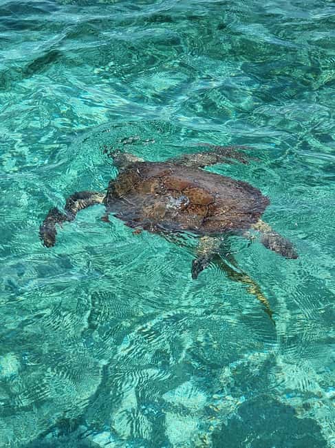 Nassau: Rose Island Swimming Pigs & Turtles Snorkeling Tour - A lively half-day from Paradise Island
