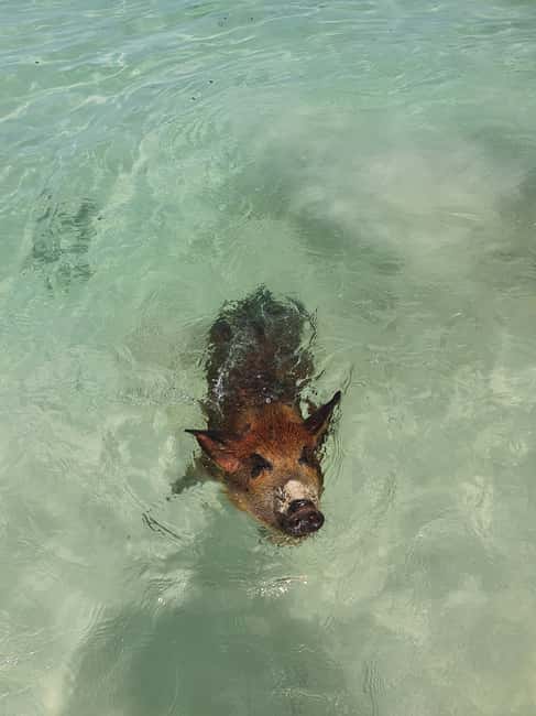 Nassau: Rose Island Swimming Pigs & Turtles Snorkeling Tour - Sandy Cay and the Gilligan’s Island connection