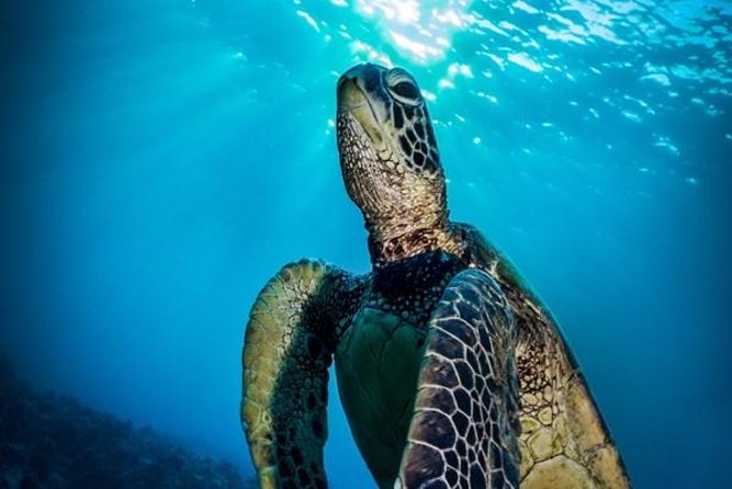 Nassau Shore Excursion: Bahamas Snorkel Adventure - Three water stops, with different strengths
