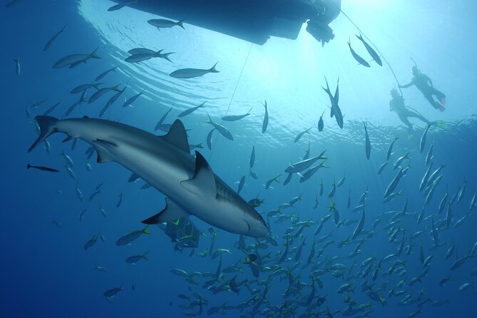 Nassau Shore Excursion: Bahamas Snorkel Adventure - Equipment, safety, and physical demands