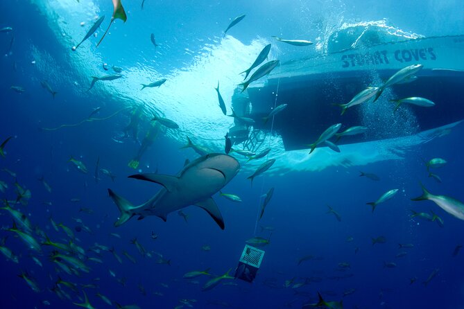 Nassau Shore Excursion: Bahamas Snorkel Adventure - The crew makes the biggest difference