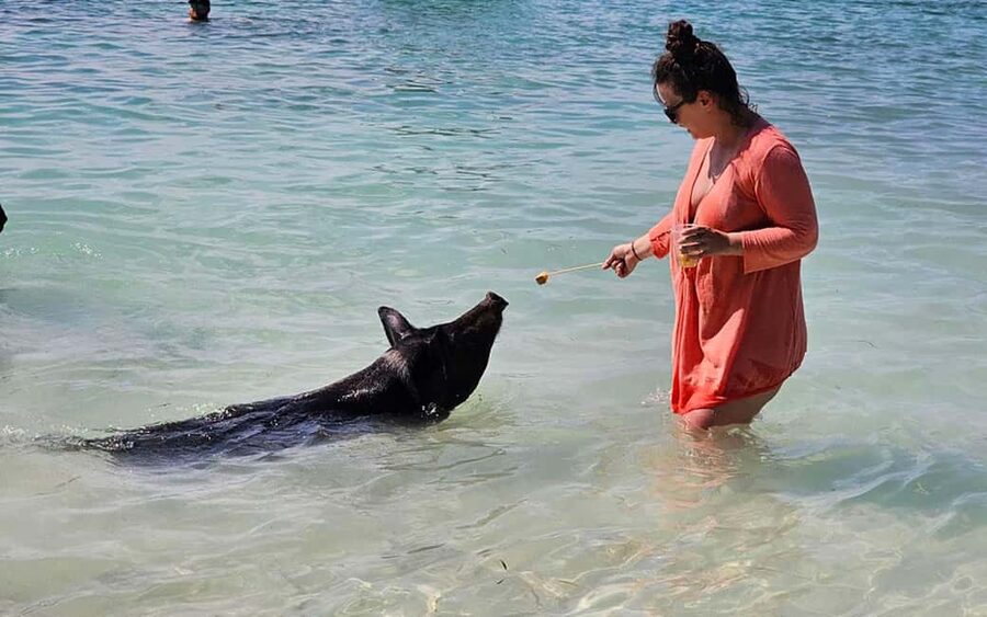 Nassau: Snorkeling, Pig Beach, Swim with Turtles, and Lunch - A relaxed catamaran day from Montagu Beach