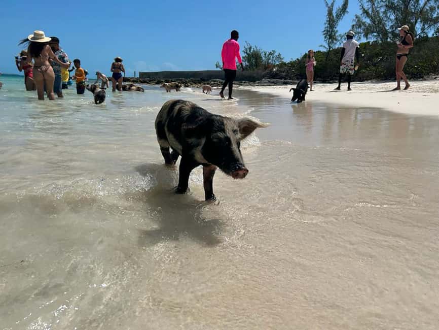 Nassau: Snorkeling, Pig Beach, Swim with Turtles, and Lunch - Rose Island and the swimming pigs