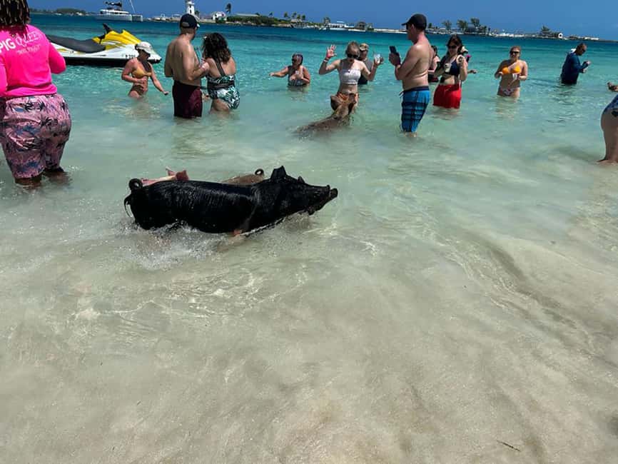 Nassau: Snorkeling, Pig Beach, Swim with Turtles, and Lunch - Sailing back with music, shade, and open water
