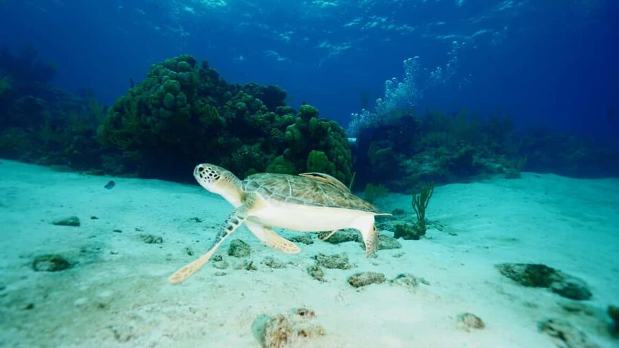 Nassau: Snorkeling, Pig Beach, Swim with Turtles, and Lunch - Who should book this Nassau cruise?