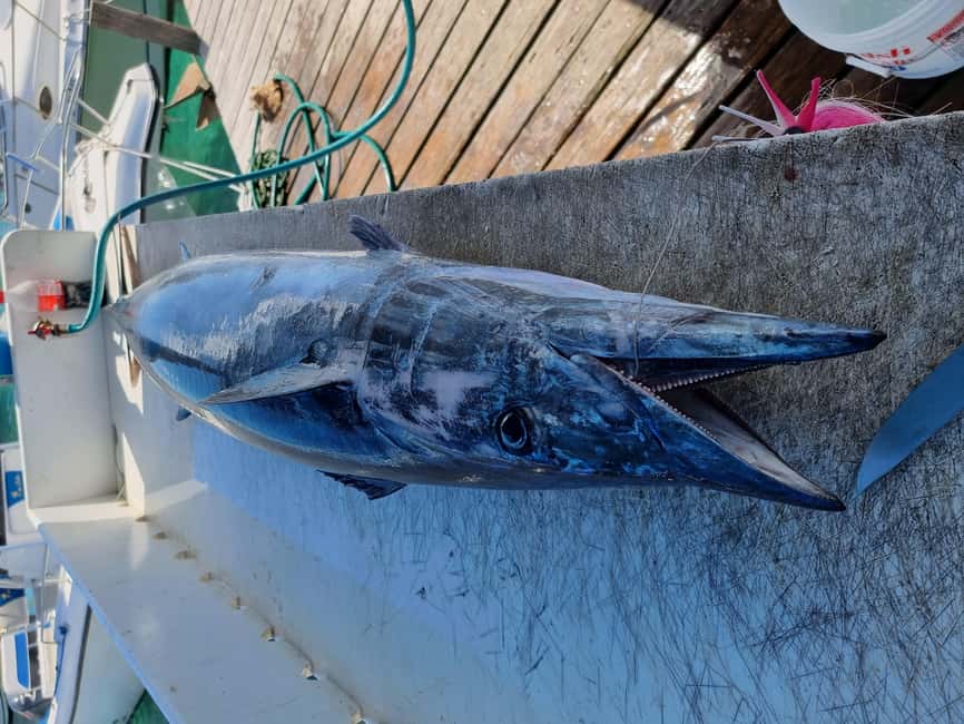 Nassau: Sport-fishing private charter . - Snorkeling, turtles, pigs, and white sand