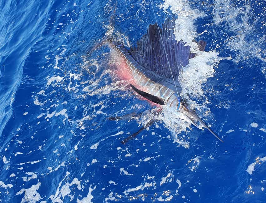 Nassau: Sport-fishing private charter . - Meeting the boat at Paradise Island